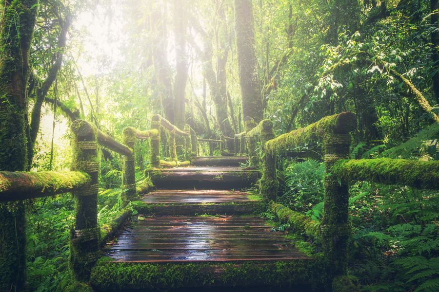 Wooden steps leading forward through a green forest
