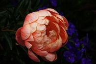 Pink Peony Flower Close-up Photography