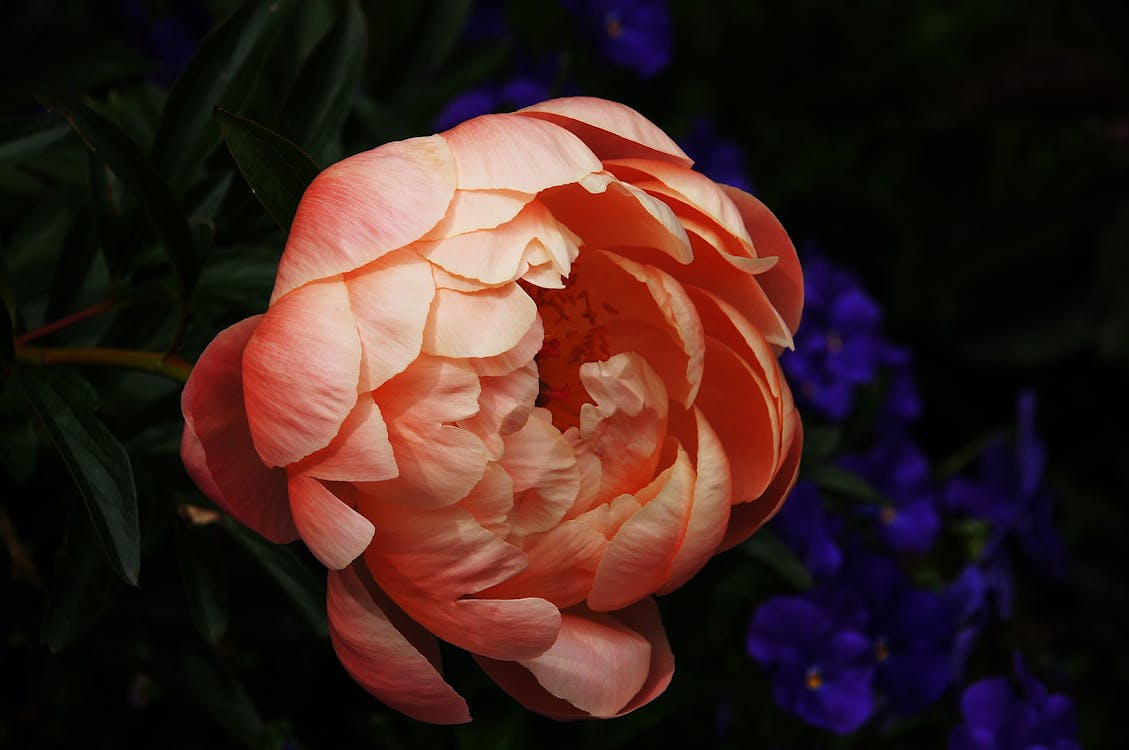 무료 분홍색 모란 꽃 클로즈업 사진 스톡 사진