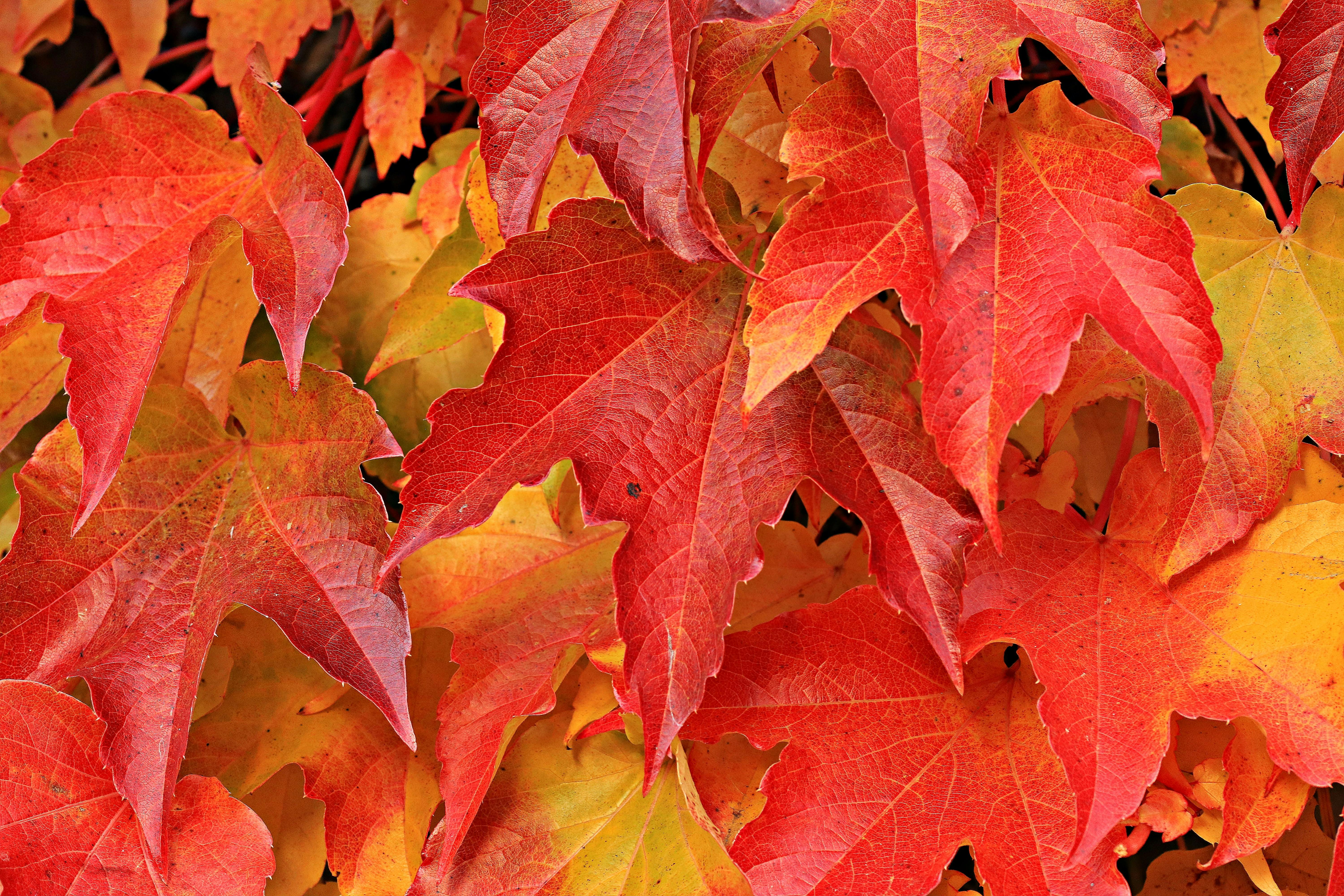 80 Maple Leaf HD Wallpapers and Backgrounds