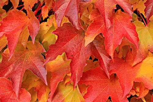 Free Red and Brown Leaves Stock Photo