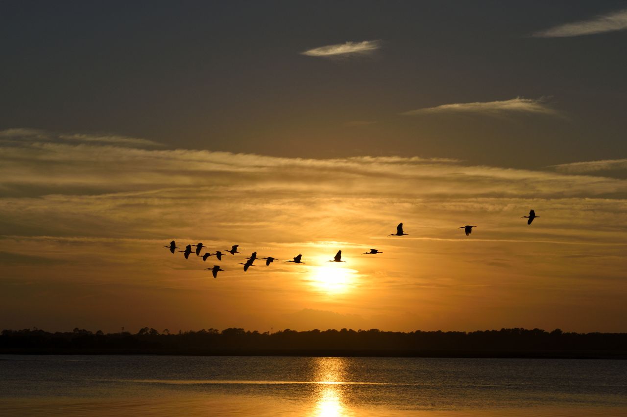 a serene view of birds flying at sunrise over a calm ocean creating a