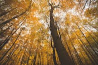 从低角度拍摄的金色秋季森林，树木高耸，树叶鲜艳