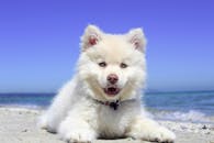 White American Eskimo Puppy Lying on Seashore