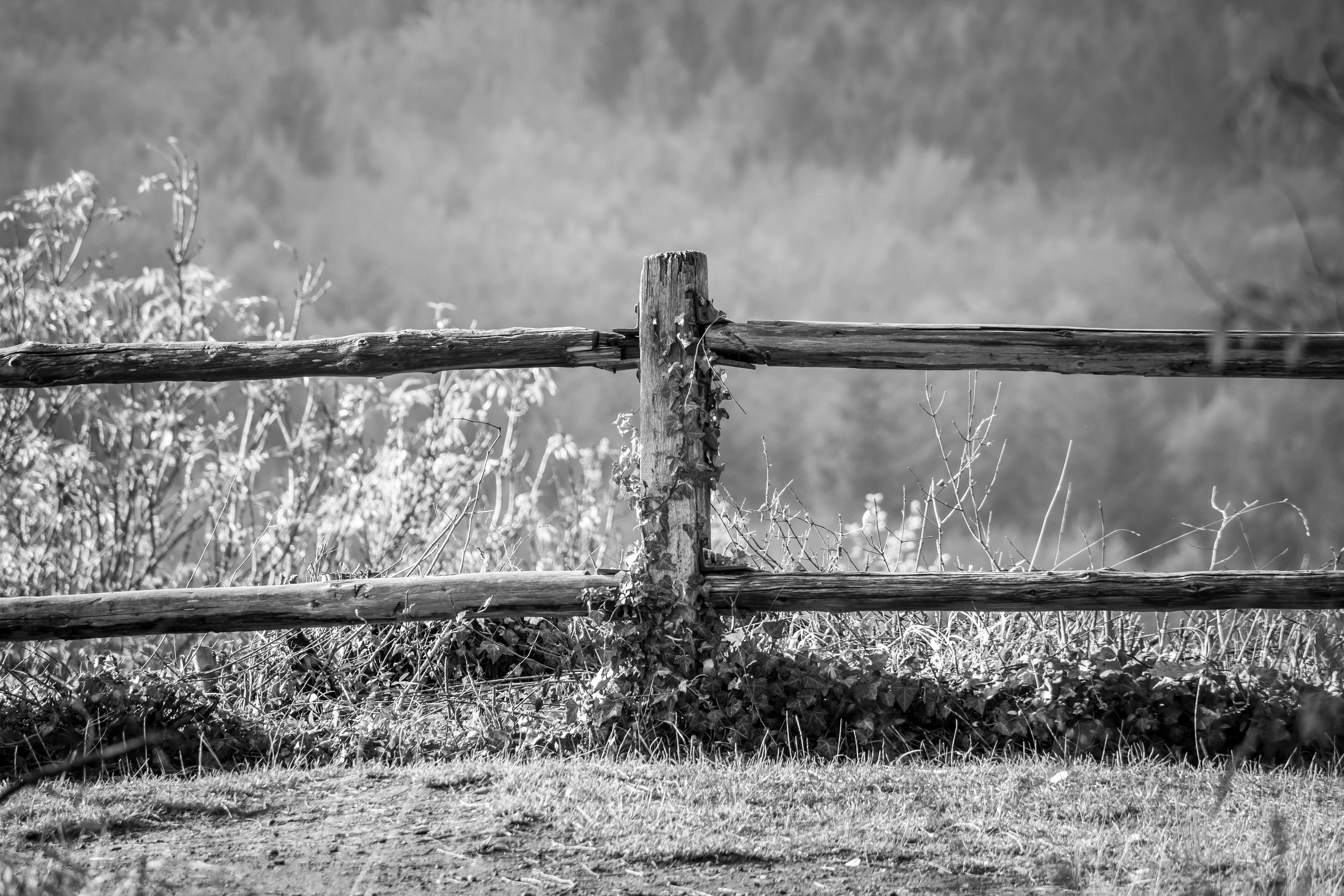 Grayscale Photography Of Wooden Fence Free Stock Photo Grayscale Photography Of Wooden Fence Free Stock Photo