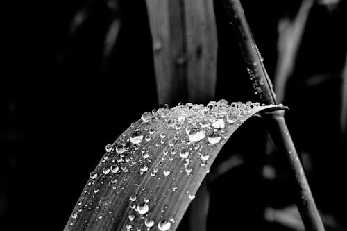 Grayscale Photo of Leaf With Dew Drops