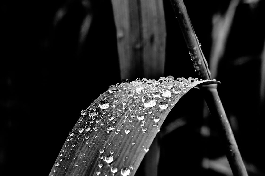 Grayscale Photo of Leaf With Dew Drops