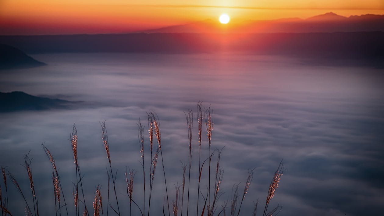 Kostenlos Gräser Mit Blick Auf Nebel Während Der Goldenen Stunden Stock-Foto