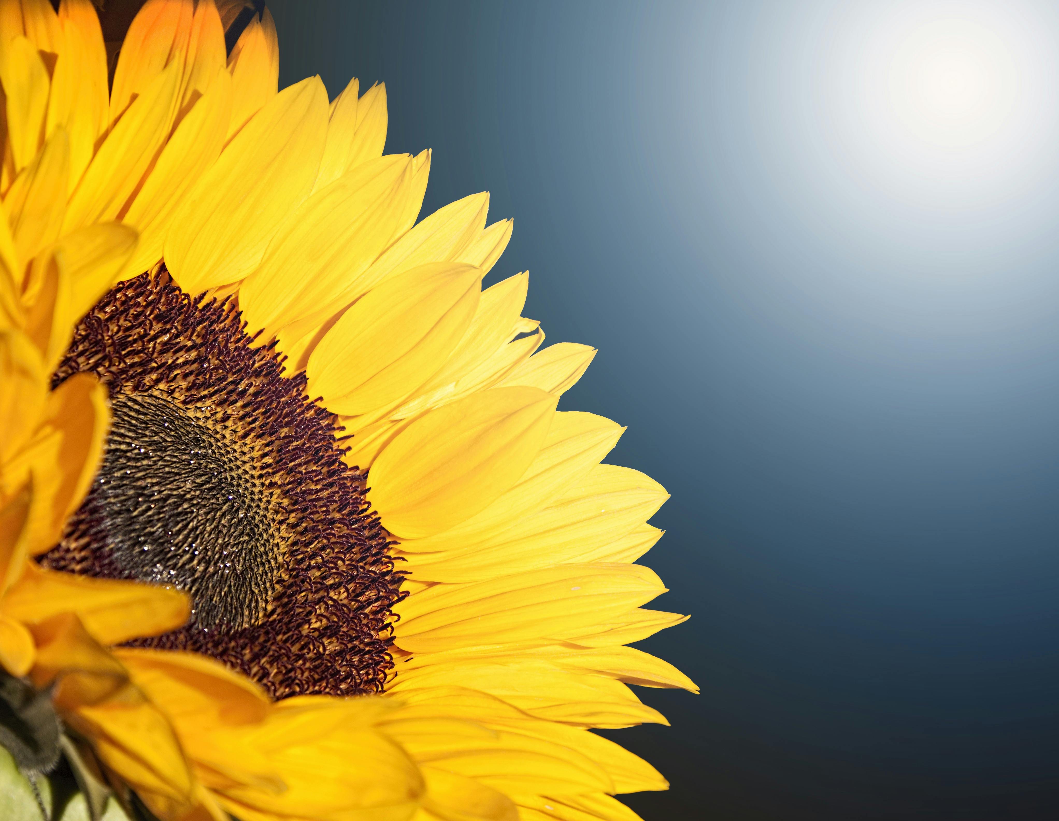 Sunflower Illustration \u00b7 Free Stock Photo