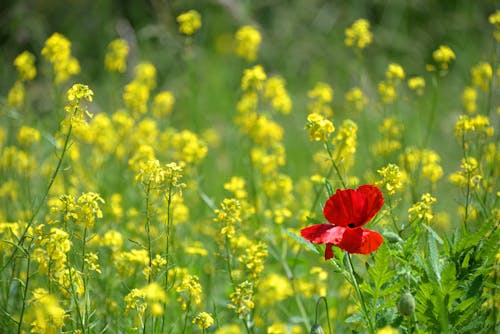 Yellow and Red Flowers