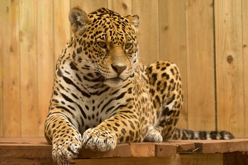 Free Leopard Lying on Board Stock Photo