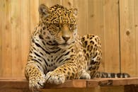 特写镜头中，一只雄伟的豹子停在木台上，展现出它斑点的皮毛和锐利的目光