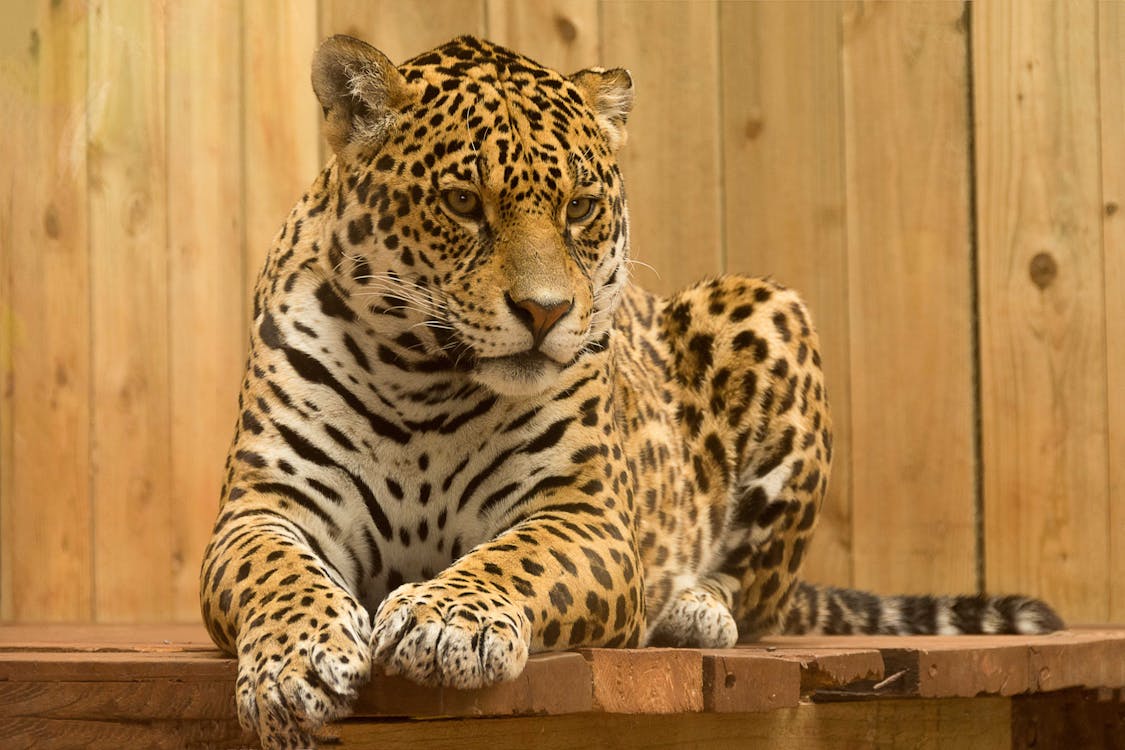 grátis Leopardo Deitado A Bordo Foto profissional