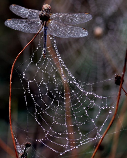 Foto De Dragon Fly Trap Na Teia De Aranha