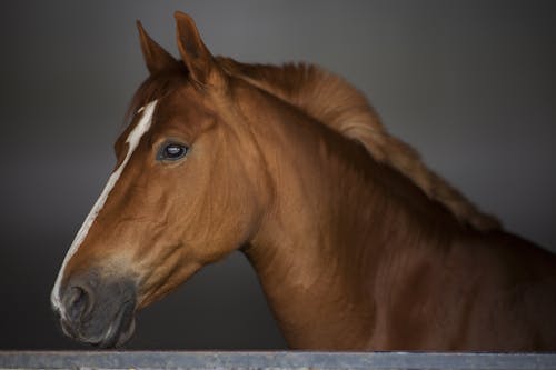 Free Brown and White Horse Stock Photo