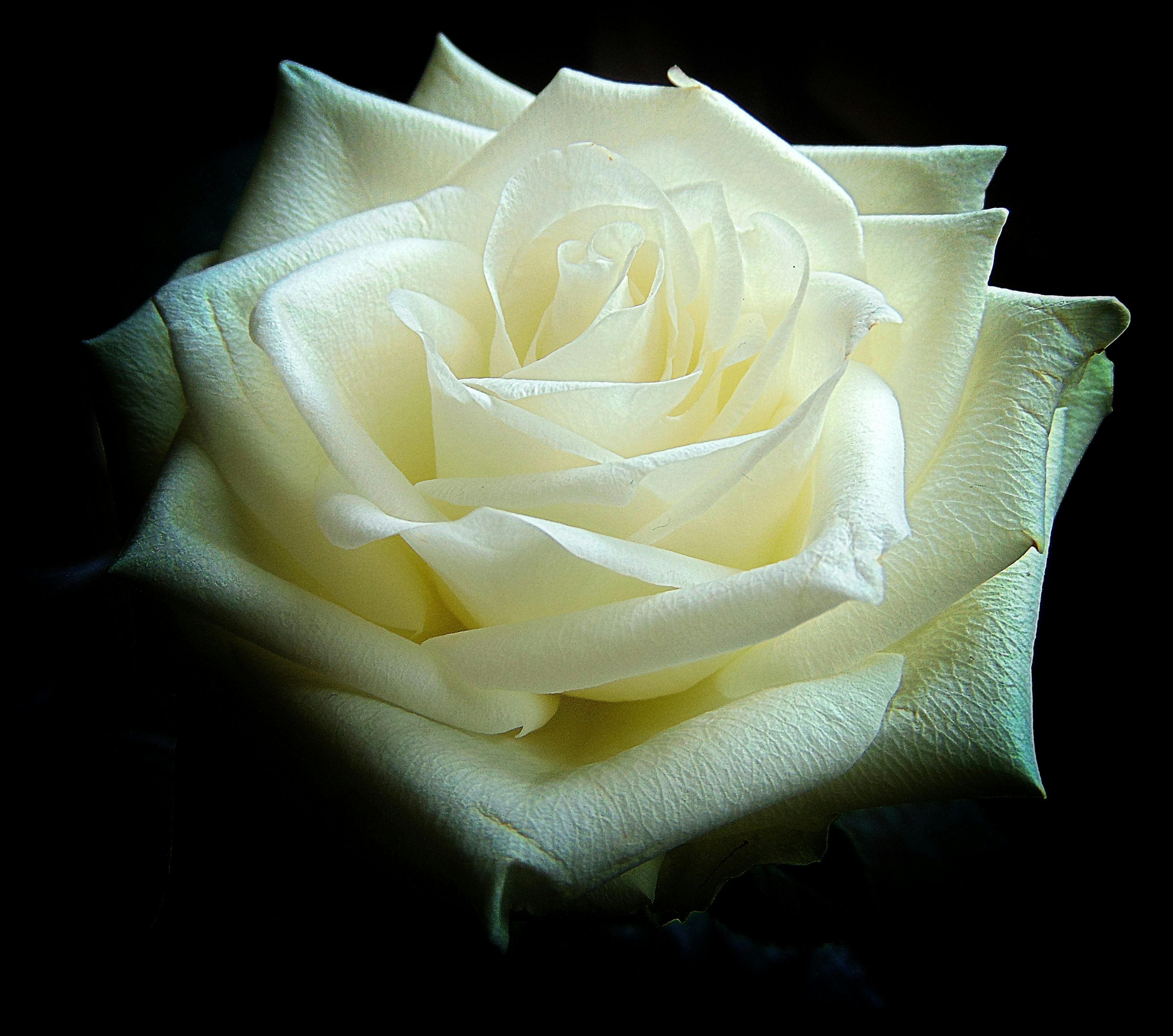 white rose wallpaper