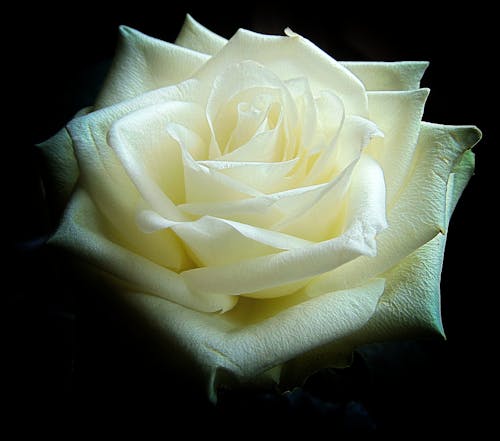 Shallow Focus Photography of White Rose