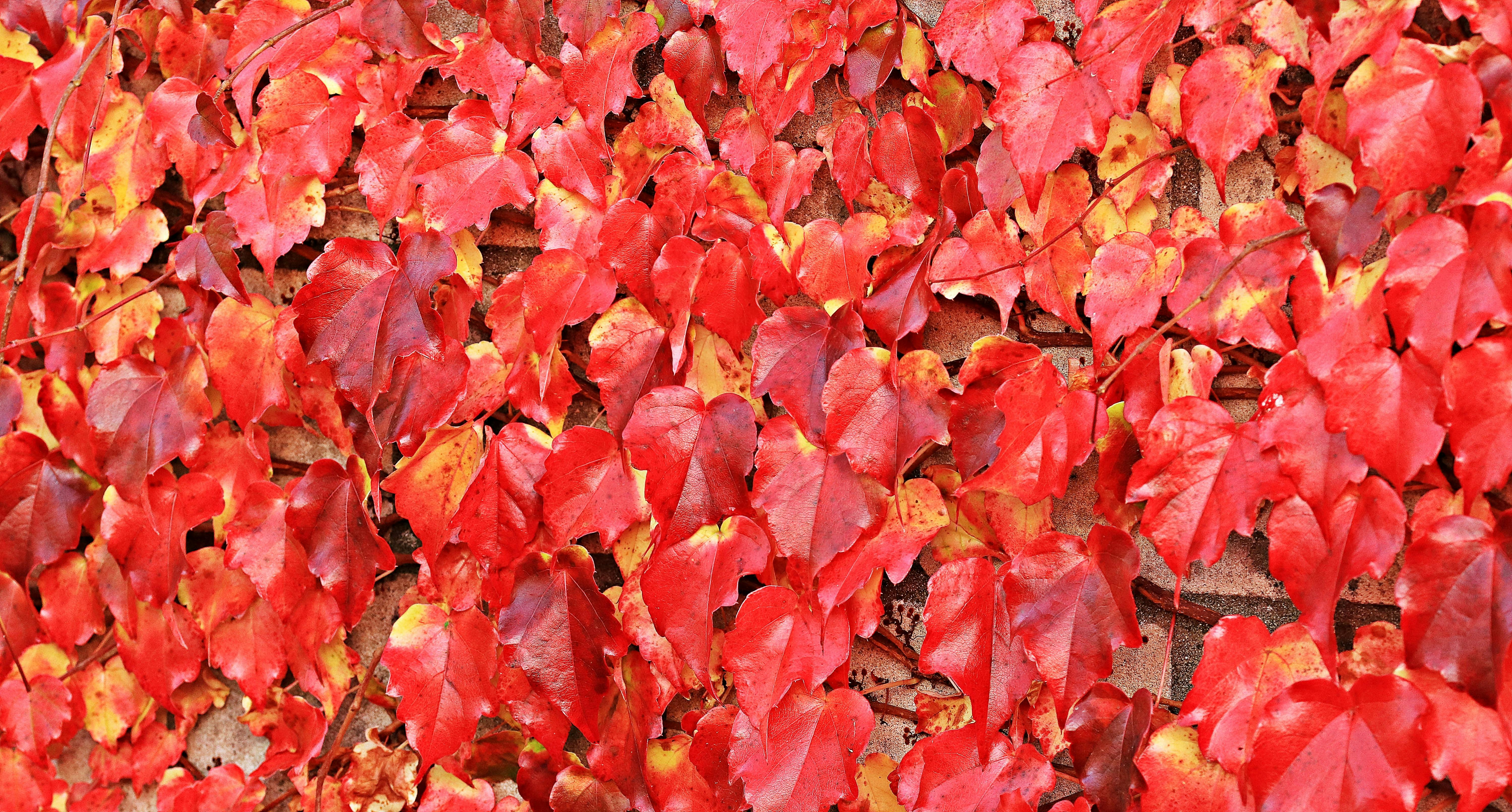 Free stock photo of autumn, autumn colours, autumn mood