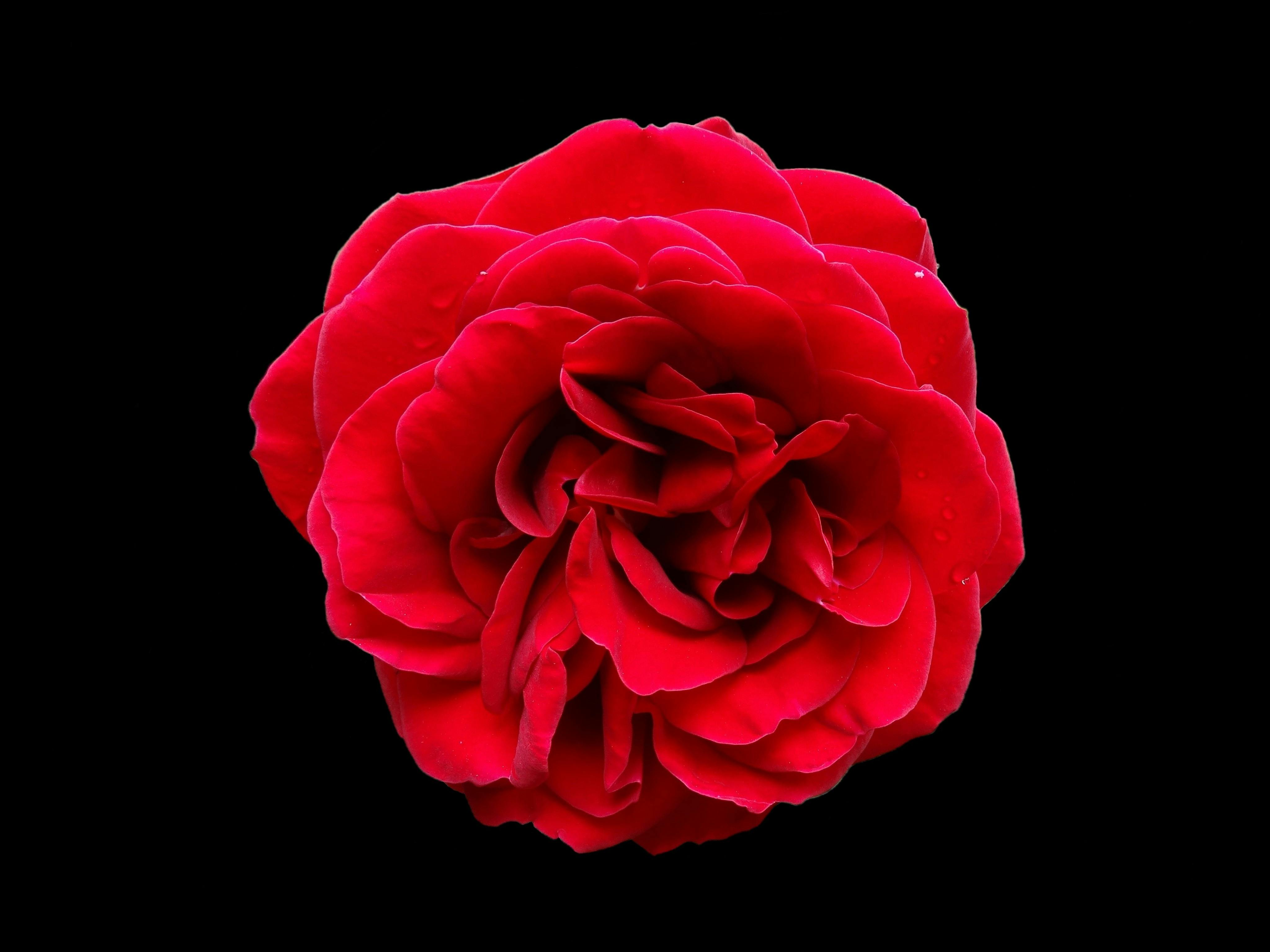 Menakjubkan 15 Bunga  Mawar Background Hitam  Gambar Bunga  HD