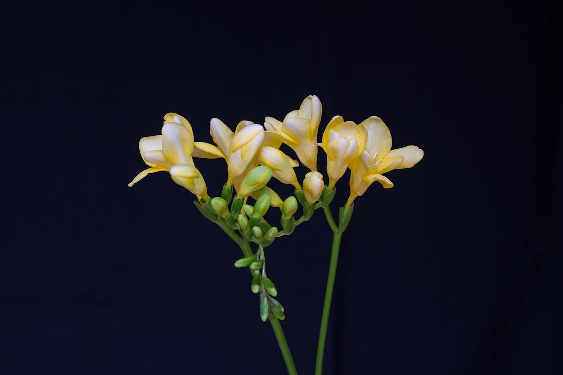 Gratis Bunga Petaled Kuning Foto Stok