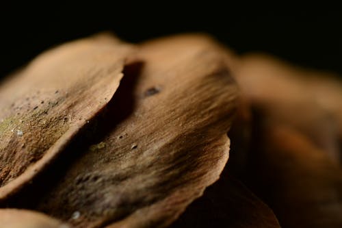Selective-focus Photography of Brown Surface
