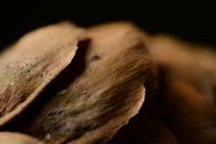 这是一张纹理丰富的干棕色叶子特写镜头，展现了自然的静物构图