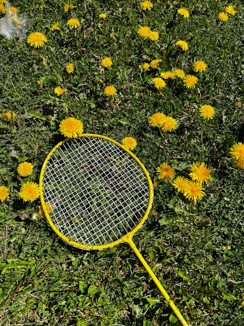 Gratis lagerfoto af badminton, blomster, gul