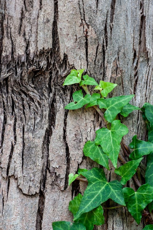 Ivy growing on a tree trunk