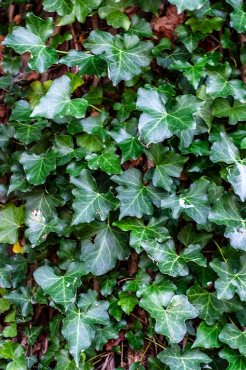 A close up of a green ivy plant