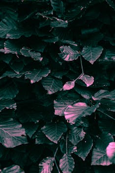 Close-up shot of dark leaves with a moody, artistic feel. Great for backgrounds.