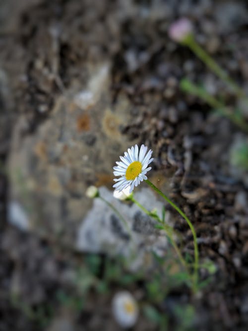 Free stock photo of art, beautiful flower, cherry blossom