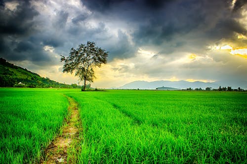 Road Path Surrounded by Green Grasses