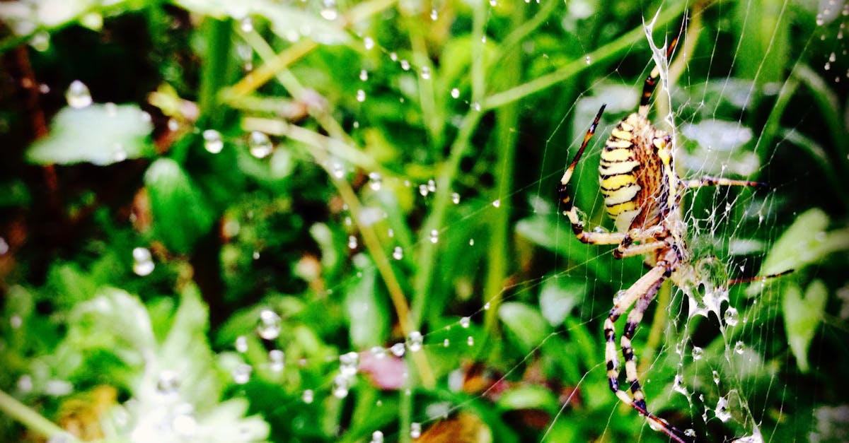 Free stock photo of dewdrops, spider