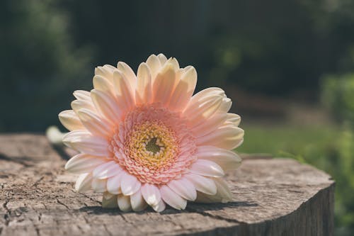 Ücretsiz Beyaz çiçeğin Yakın çekim Fotoğrafı Stok Fotoğraflar