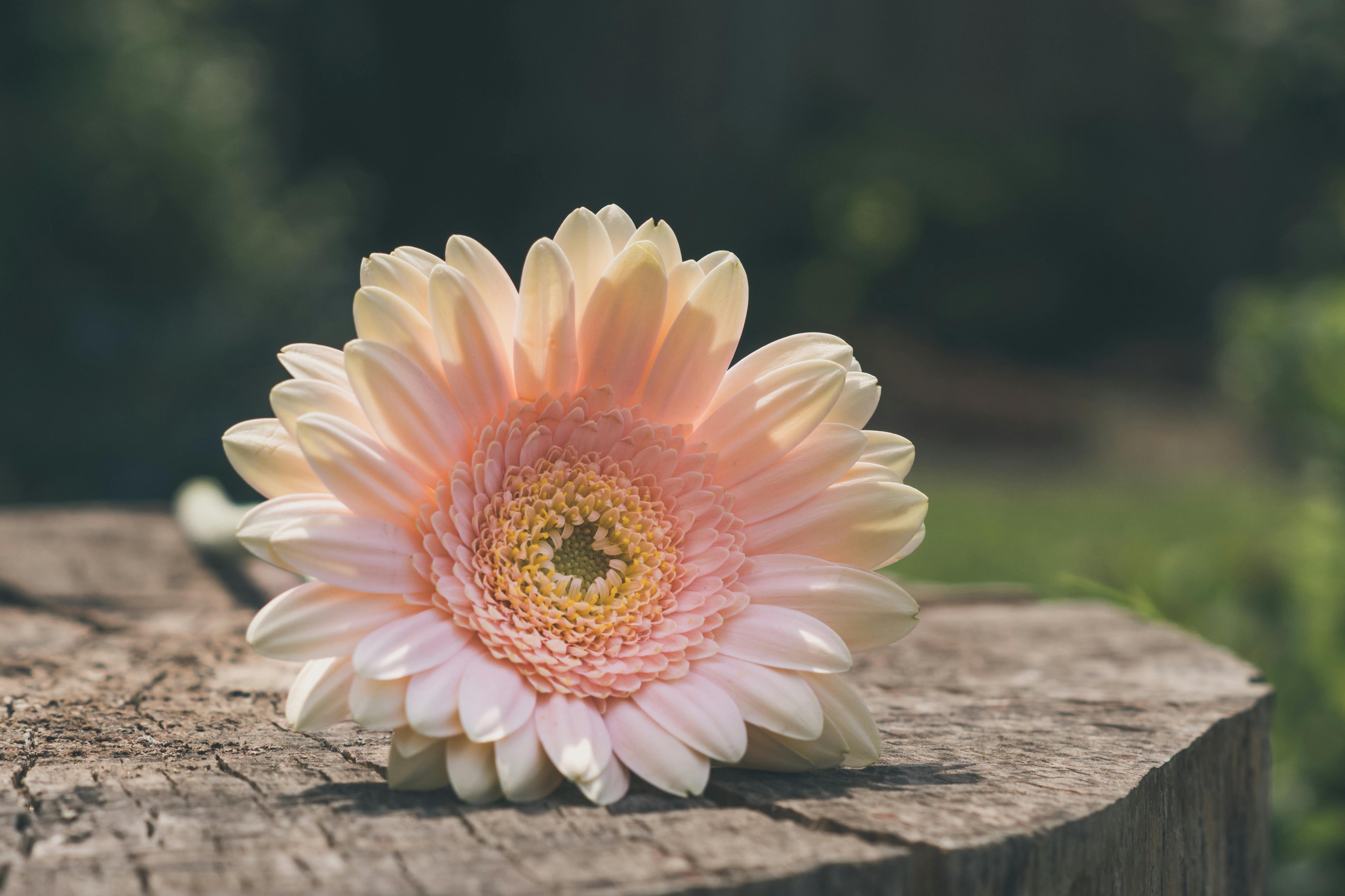 Bạn đang tìm kiếm những hình ảnh hoa đồng tiền miễn phí để tải xuống? Hãy truy cập ngay vào trang web của chúng tôi và khám phá hàng trăm tấm ảnh đầy màu sắc của loài hoa đẹp này.