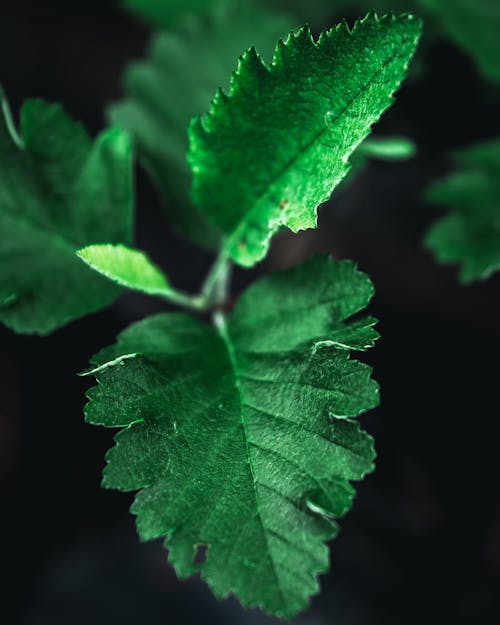 Green Leaf Plant