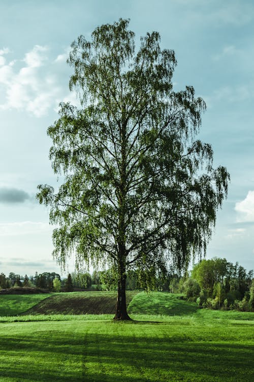 Imagine de stoc gratuită din arbore, iarbă, la țară