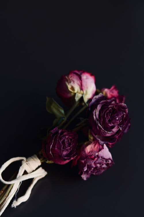 Безкоштовне стокове фото на тему «квіти, квітка, пелюстки»