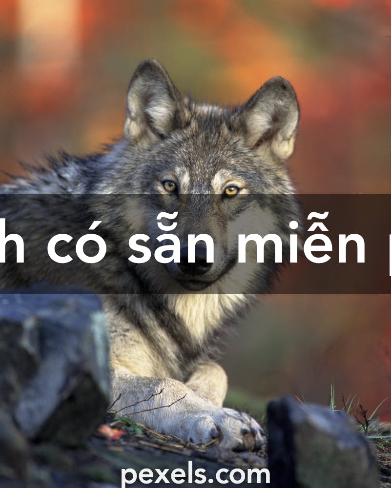 Tải xuống miễn phí và trang trí màn hình của bạn với bộ sưu tập ảnh sói thật hoang dã bao gồm những khung cảnh đắt giá nhất về chú sói đầy nguy hiểm không thể bỏ qua.