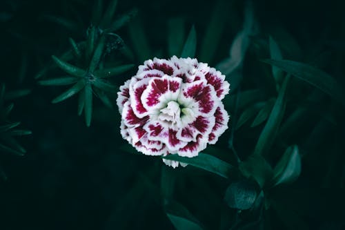 A close up of a small pink and white Carnation flower with green leaves in the background