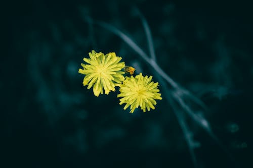 A close up of yellow Hawksbeard flowers on a meadow