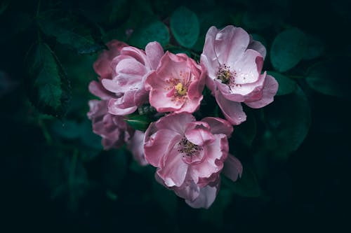 A close up of pink garden roses with rain drops