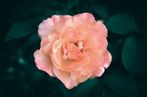 A close up of a pink and orange rose flower in bloom