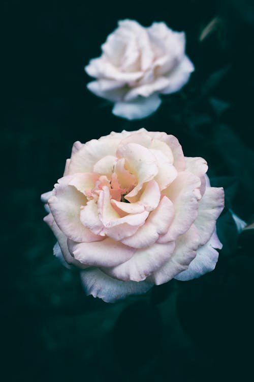 A close up of a blooming white and pink rose