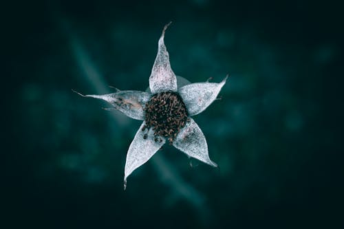 A close up of a single dry rose without petals