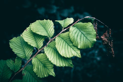 A close up of green Elm tree leaves