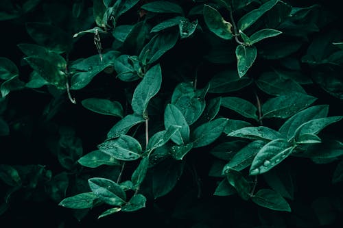 A close up of dark green Honeysuckle leaves