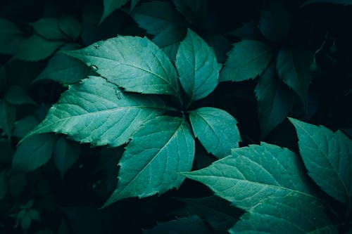 A close up of dark green Japanese creeper Boston Ivy leaves