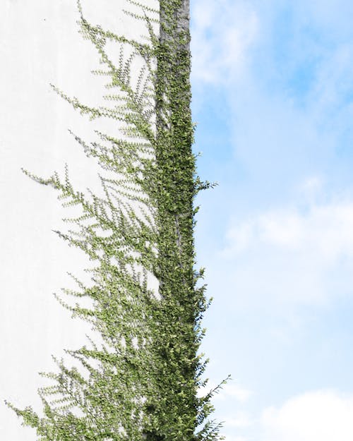 Green  plant growing on wall