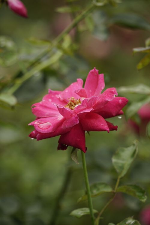 Free Close-up of a vibrant pink rose with dewdrops on petals in a garden setting. Stock Photo